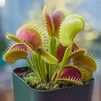 Mphmi Seedless Plant Plants Plant NCR Live Venus Flytrap, Dionaea muscipula - NCR Plant