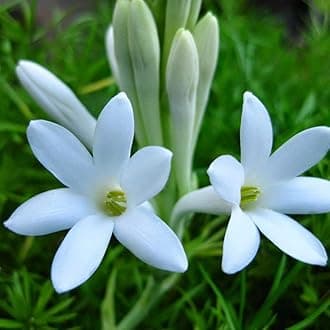 Double petal tuberose bulbs ( pack of 3 )