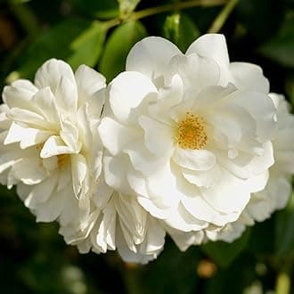 Heirloom Climbing Roses, Live Own Root Plant for Outdoor Garden, CL Iceberg, Moderately Fragrant, Hardiness Zones 5-10, Continual Blooming
