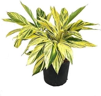 Garden Art live indoor plant (AlpiniaVariegata)