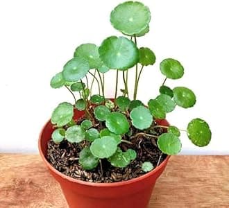 Guruji Plantation Water Pennywort Indoor Plant For Home and Garden (Pack of 1 with Self Watering Pot)