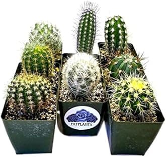 Fat Plants San Diego Cactus Plants. Variety Package of Indoor or Outdoor Cacti Plants for Gardens, Home Decor or Gifts (2)