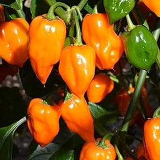 Set 2 Orange Habanero Chili Pepper Live Plants, 80 Days Old Super Hot Pepper Chili Plant for Year-Round Planting