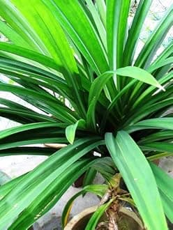 Green Paradise Pandanus Amaryllifolius Plant Pandan Plant Rambha Plant Biryani leaves Plant Basmati Plant