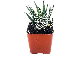 Zebra Haworthia - 2" Pot Exotic Rare Succulent Cactus Plant Cacti Unique from Jmbamboo