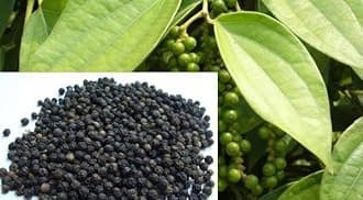Samrat Garden Black Pepper; Piper Nigrum; Gol Mirch; Kali Mirch; Healthy Live Plant Actual Plant Height .5 to 1 ft (Hybrid, Pack of 1)