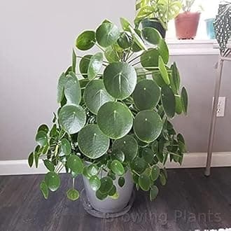 Live Chinese Money Plant Pilea Peperomioides Indoor Plant Live pack of 1 With Black Pot (CHINESE MONEY PLANT)