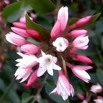 Most Beautiful White Kundo Jasmine Flower Healthy Live Plant for Home Garden Outdoor indoor plant