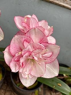 � Imported Amaryllis Lily Lilac Pink Color Flower Bulbs For Gardening (Pack Of 5 Bulbs)