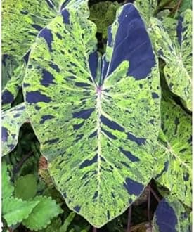 Indian gardens - Colocasia | Elephant Ear | Indoor Live Plant | Home decor (Colocasia Mojito)