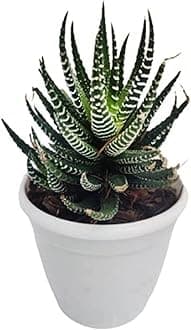 Creative Farmer Balcony Indoor Plant Haworthia Attenuata Zebra| Natural Live | Plastic Pot Air Fast-Growing Cactus - |Patio|Home|Ndoor|Bedroom|Table|Living Room|Office Decoration Gift (Healthy Plant)