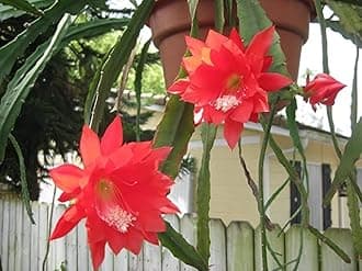 Greenvalue Brahma Kamal/Night Queen (Red) Healthy plant with Pot Pack of 1 Brahma Kamal