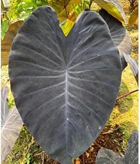 Colocasia | Elephant Ear | Indoor Live Plant | Home decor (Colocasia Black Magic)