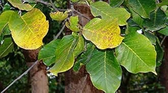 Guruji Plantation Sal Tree, Plant Shorea robusta - Plant Garden Live Plant Nursery Outdoor Living Plant (green)