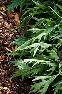 Salad Rocket Herb Seed F1 Hybrid Pack For Home Garden Planting And Gardening (Pack Of 1 Paket) (Rocket).