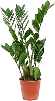 ZZ Plant - Zamioculcas Zamiifolia - Easy Care houseplant - air Purifying Indoor Plant fir Home and Office Decor Interior in 12cm Pot