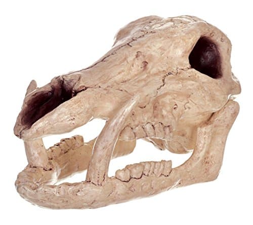 Crazy Bonez - Boar Skull