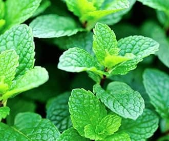Mint Seeds OR Pudina Seeds for home garden - "Hybrid" Herbs Plant Seeds | High Germination Rate | mint seeds for planting | Pudina seeds | Fresh & Non-GMO (Mint/Pudina)