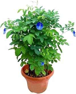 Desi Gardener Blue Aprajita Flower Live Plant with beautiful pot (Asian pigeonwings)