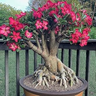 SeeGreen Adenium/Desert Rose Healthy Bonsai Flower Live Plant,(Pack Of 1,Without Pot),Indoor/Outdoor Plant Original Variety Live Plant