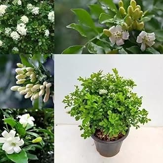 Bhajanlal Greenery New Imported Paniculata Orange Jasmine" Mara Mulla" Calcutta Kamini Plant for table top Pot Plants | Gardenig | Home decor Live Plant | 4 Inches Black Pot