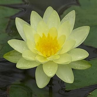 - Indian Gardens – Waterlily Live Plant | Aquatic Pond & Tub Plant | Live Nymphaea Waterlily (Yellow)