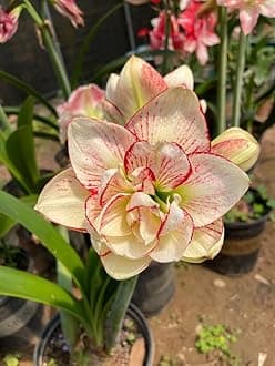 Radha Krishna Agriculture® Amaryllis Holland Double Imported Flower Bulbs for Home and Gardening Pack of 2 Bulbs (CREAM)
