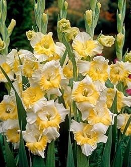 Gladiolus Flower Bulbs All session Imported Vearty for Home and Gardening Pack of 5 bulbs (LITE YELLOW WHITE MIX)