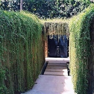 Combo of 2 Curtain Creeper Parda Bel Vernonia Elaeagnifolia Live Plant Vine Creeper Outdoor With Pot