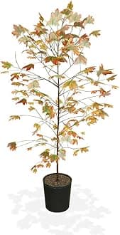 Brighter Blooms - Autumn Blaze Red Maple Tree, 4-5 ft. - No Shipping to AZ
