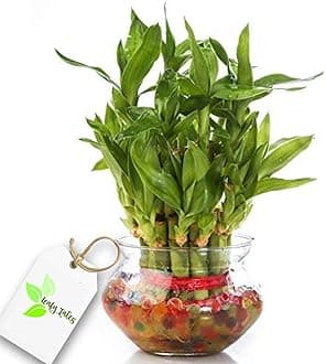Leafy Tales Lucky Bamboo Plant in Glass Bowl with Jelly Balls
