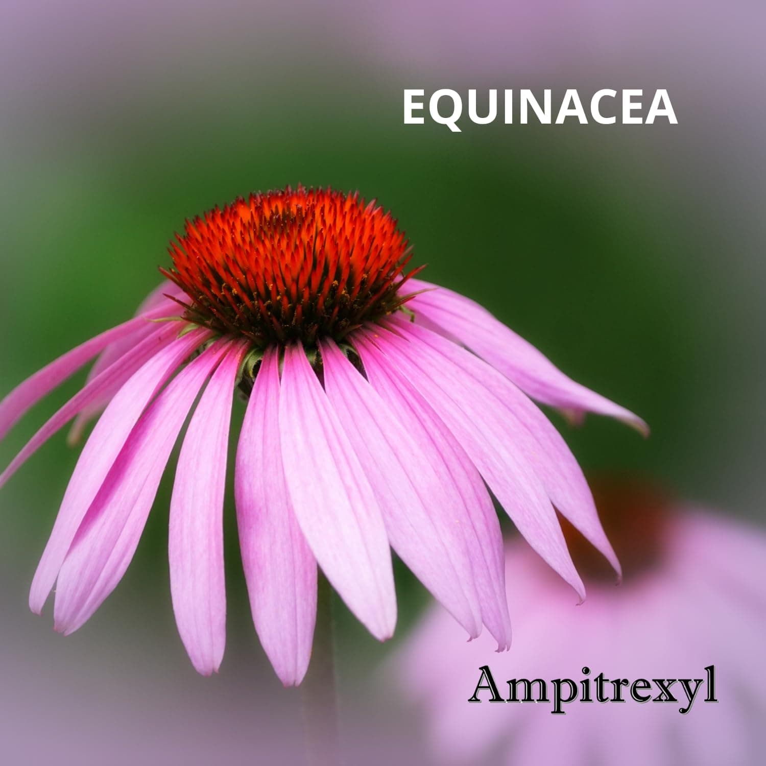 Ampitrexyl Plus 1000mg Capsules, 30 Count