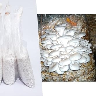 Greenwise Oyster Mushroom Spawn - (Pack Of 1 Kg + PP Bags), First Generation High Yield White Mycelium Spores, Edible Variety, Healthy Grain Based Seed For Mushroom Growing And Farming