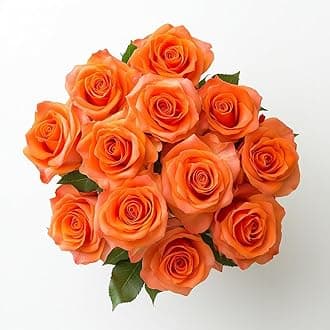 GlobalRose 12 Orange Roses Bouquet - Responsibly Sourced Roses Fresh Flowers - Hand-Picked Flowers Fresh Bouquet for Graduation, Anniversary, Birthday & Special Occasions (1 Dozen)