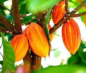 Fresh Cacao Seeds for Planting - Wet Cocoa Seeds - Make Chocolate, Great as Bonsai (4 Seeds)