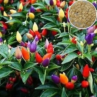 Seedbasket Ornamental Chilly Choice Round Mix Summer Flower (50 Seeds) – Vibrant Decorative Peppers for Garden, Containers, Hanging Baskets, Summer Blooms