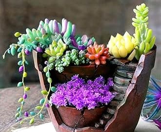Succulents Mix Rare Plant Exotic Cactus Flower Succulents 200 Seeds