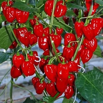 Pack 2 Red Habanero Pepper Plants, 80 Days Old Live Red Habanero Pepper Plants, Habanero Pepper Plants, Habanero Pepper Plants Live, Habanero Plant