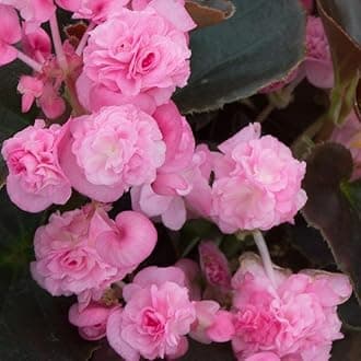 Geranium Imported Flower Seeds For Home Gardening | Pack Of 50 To 70 Seeds (Pink)