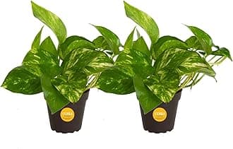 Costa Farms Pothos Live Plants, Devil's Ivy in Plastic Pots, Easy to Maintain, Air Purifying Indoor Houseplants, Room or Office Decor, House Warming or Birthday Gift, 8-12 Inches Tall, Pack of 2