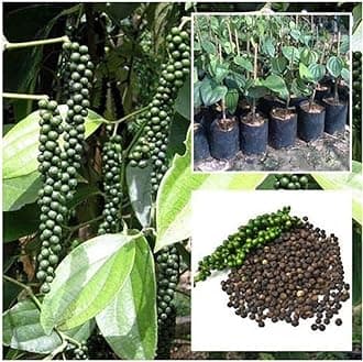 Live Gol Mirch Plant, Black Pepper Piper Nigrum Gol Mirch Kali Mirch Healthy Live Plant Actual Plant Thriving Black Pepper Vine for Indoor and Outdoor Cultivation, Vibrant Green Foliage (pack of 1)