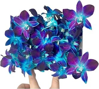 Miami Fresh Orchid Flower OrchidClub USA Sunne Tropical Loose Bloom DIY Lei Food Drink Decoration (50 BLUE)
