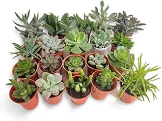 OhhSome Indoor Plant Live Assorted Succulent (Pack Of 6) Low Light Plants - Gardening|Home Decoration|Hanging Basket (Healthy Plant)
