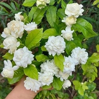 Bhajanlal Greenery White Mogra Live Plant White Jasmine Flower Outdoor Plant Arabian Jasmine Mogra Fragrant Flower Plant for Home Balcony and Garden with 4 Inch Black Pot