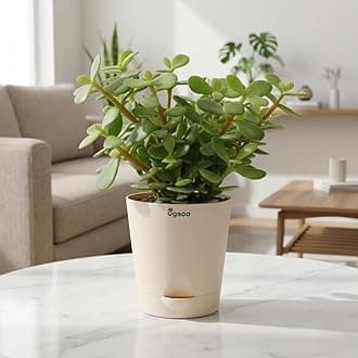 - Ugaoo Good Luck Jade Plant with Self Watering Pot