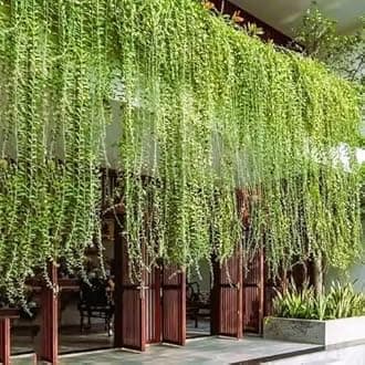 Parda Bel Live Plant Curtain Creeper Vernonia Wonderfull Best Attractive Green Nature Vine For Decoration,House And Office Decor,Simple & Easy Growth (Pack Of 1) With Plastic Pot.