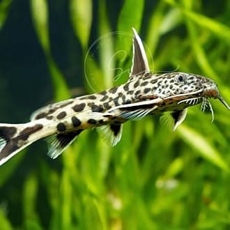 Swimming Creatures™ 1 Dwarf Petricola Catfish (Synodontis lucipinnis) Live Tropical Freshwater Aquarium Fish (Approx. Size 1-1.25")