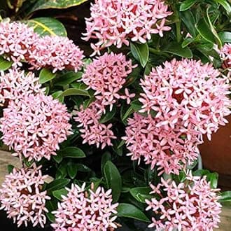 Sumit Greenery Live Flower Plant Ixora Pink Color | Indoor & Outdoor Flowering Plant with Pot | Easy to Grow Decorative Plant for Home, Garden & Gifting | Pack of 1