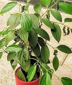 Black pepper tree live plant (Pack of 1 Healthy live plant)
