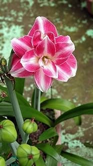 Amaryllis Holland Double Imported Flower Bulbs for Home and Gardening Pack of 2 Bulbs (HOT PINK WITH WHITE)